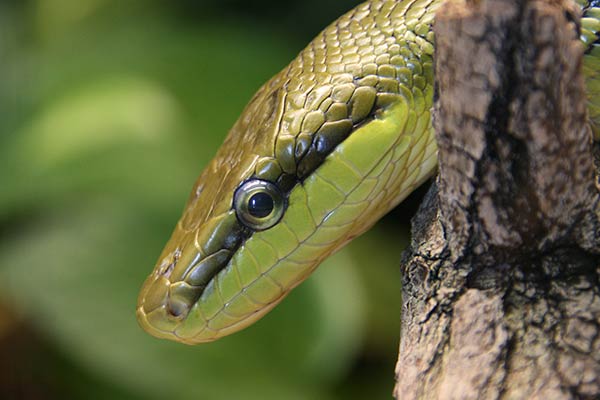 Portrait einer grünen Schlange.