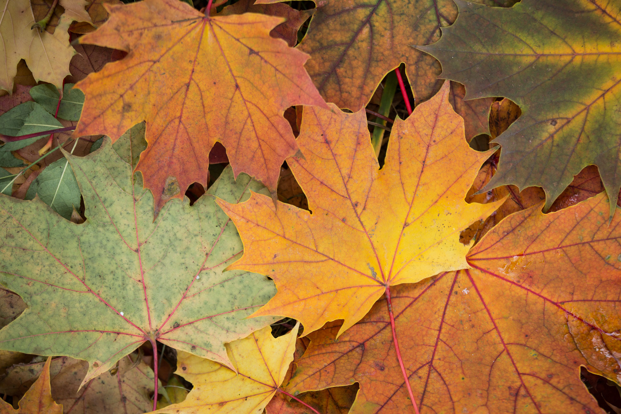 leaf 7360