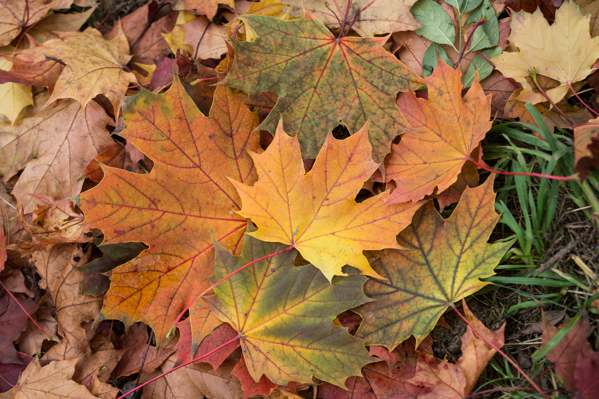 leaf 7366