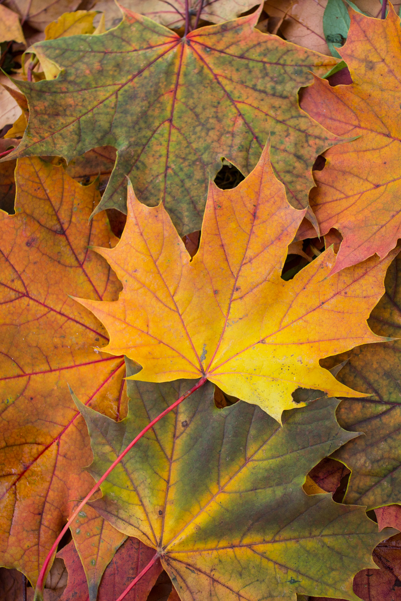 leaf 7377