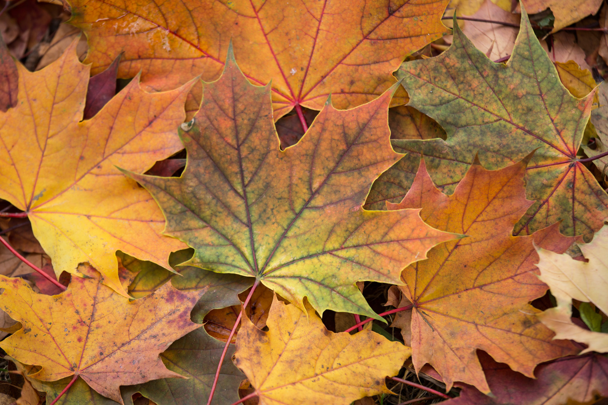 leaf 7383