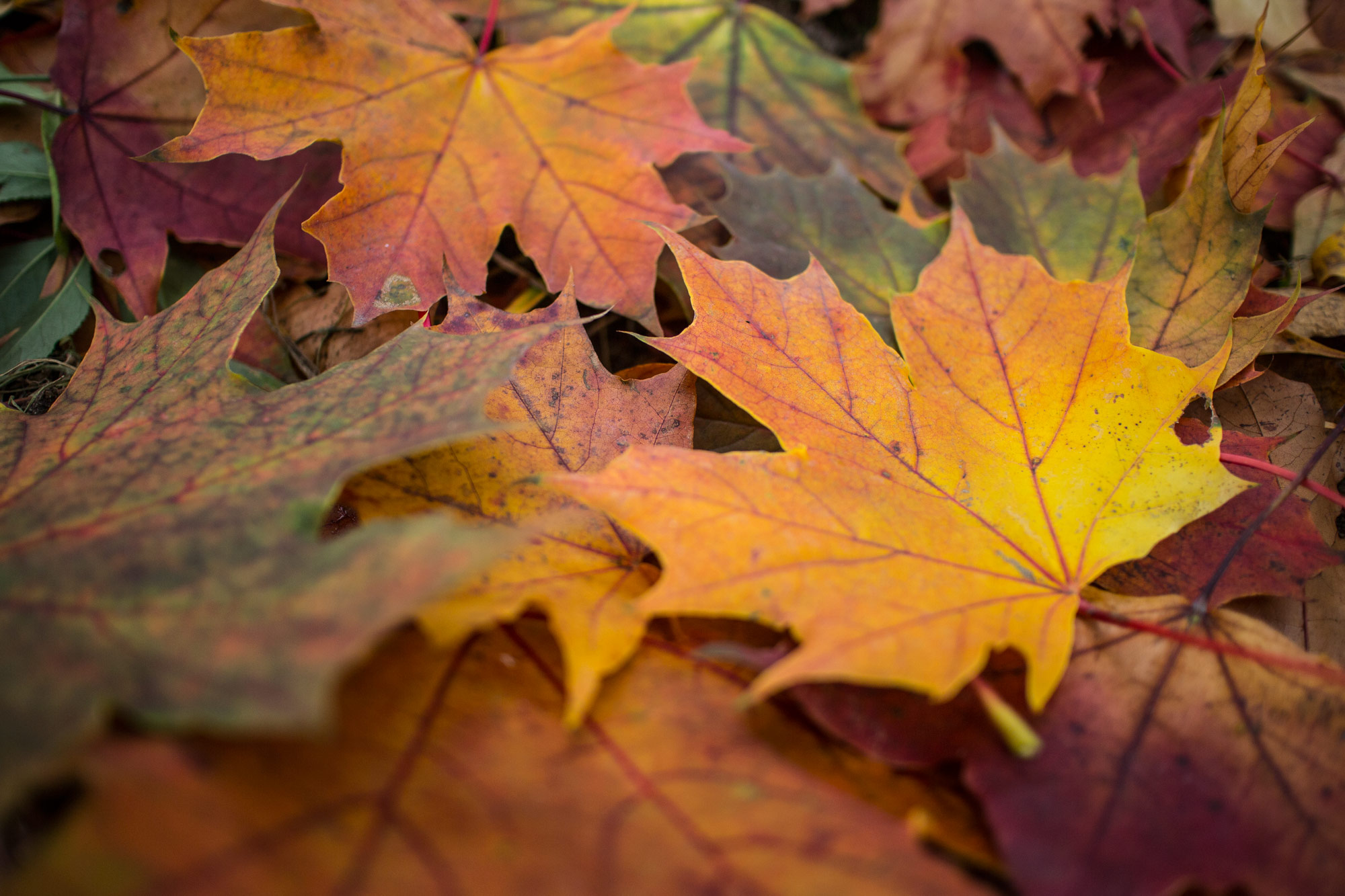 leaf 7392