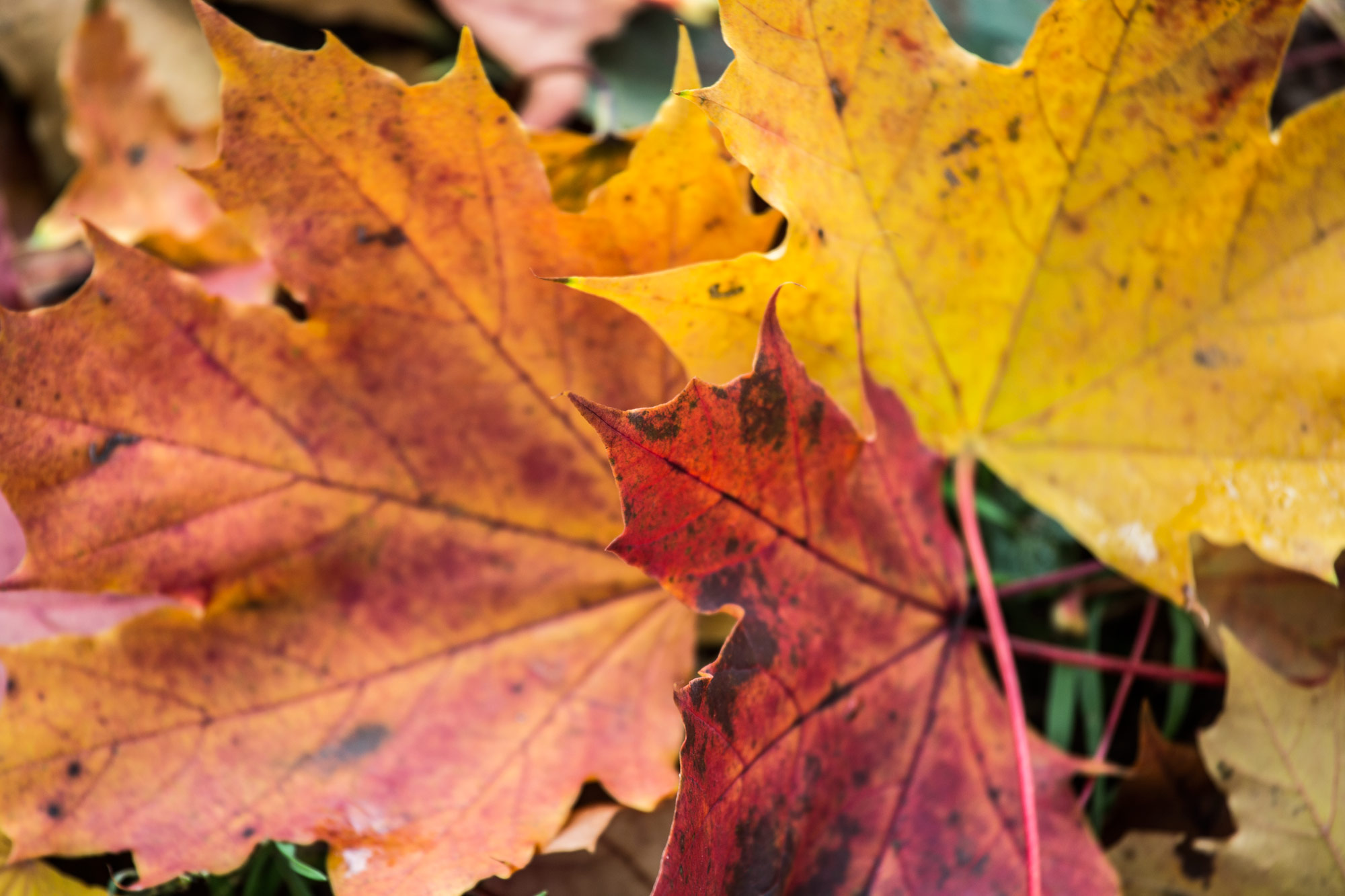 leaf 7415