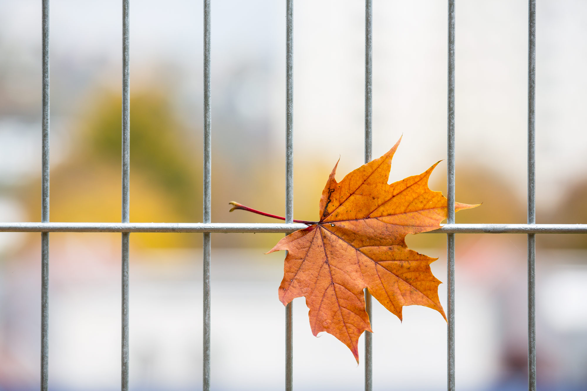 leaf 7422