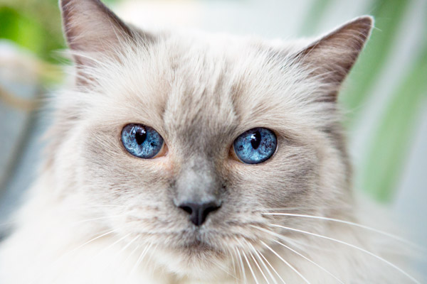 Ragdoll Katze Azalea war bei dieser Aufnahme bereits stolze 13 Jahre alt. Sie hatte einen tollen Charakter und weilt inzwischen, nach 15 Lebensjahren, leider nicht mehr unter uns.