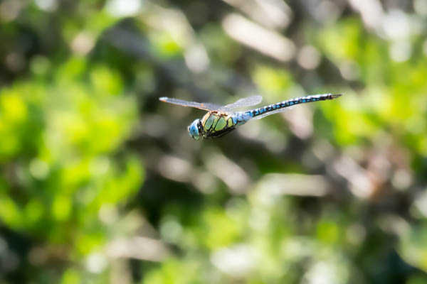 Blaue Libelle im Flug. Das Bild wurde manuell fokussiert. Da Libellen Ihre Route immer wieder abfliegen, hat es nach einigen Minuten geklappt Sie zu erwischen.