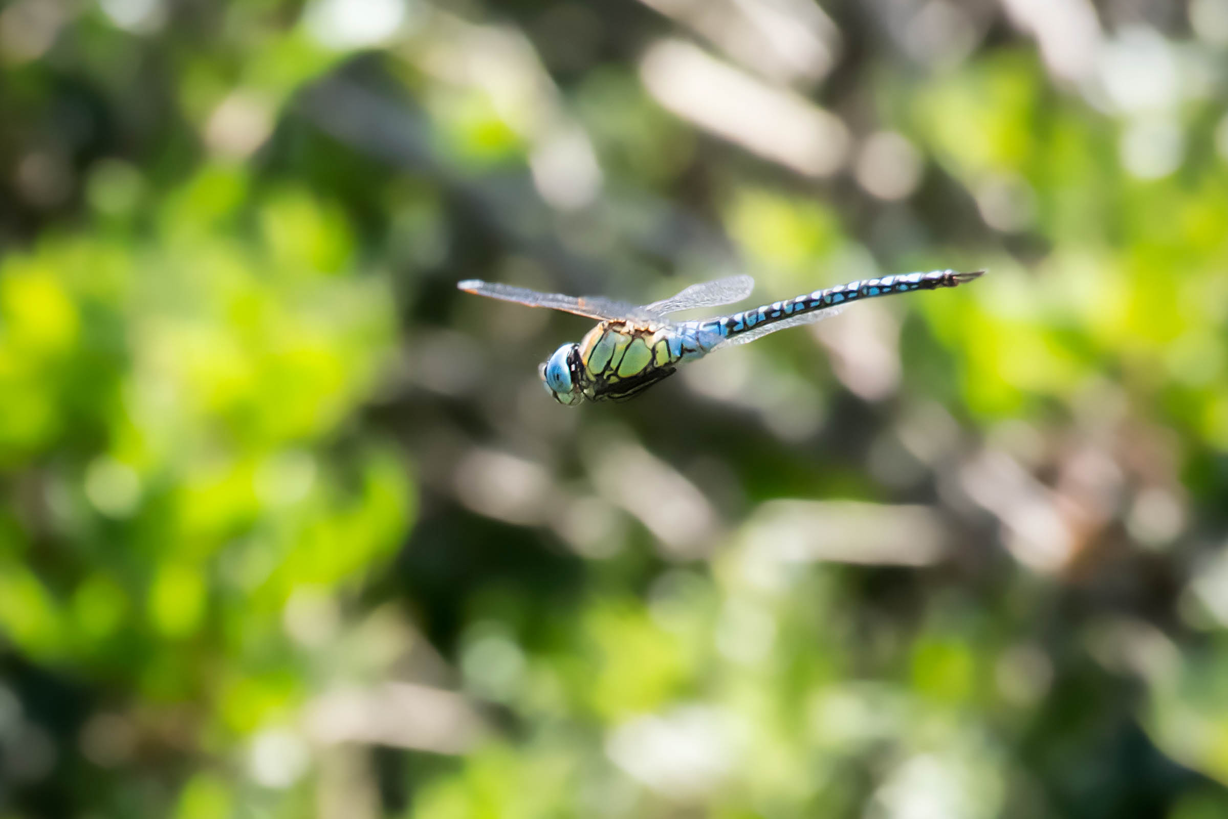 Blue Dragonfly