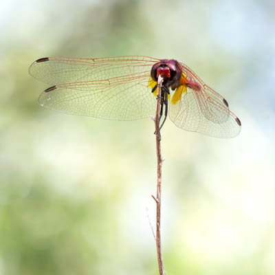 Rote Libelle auf Astspitze.