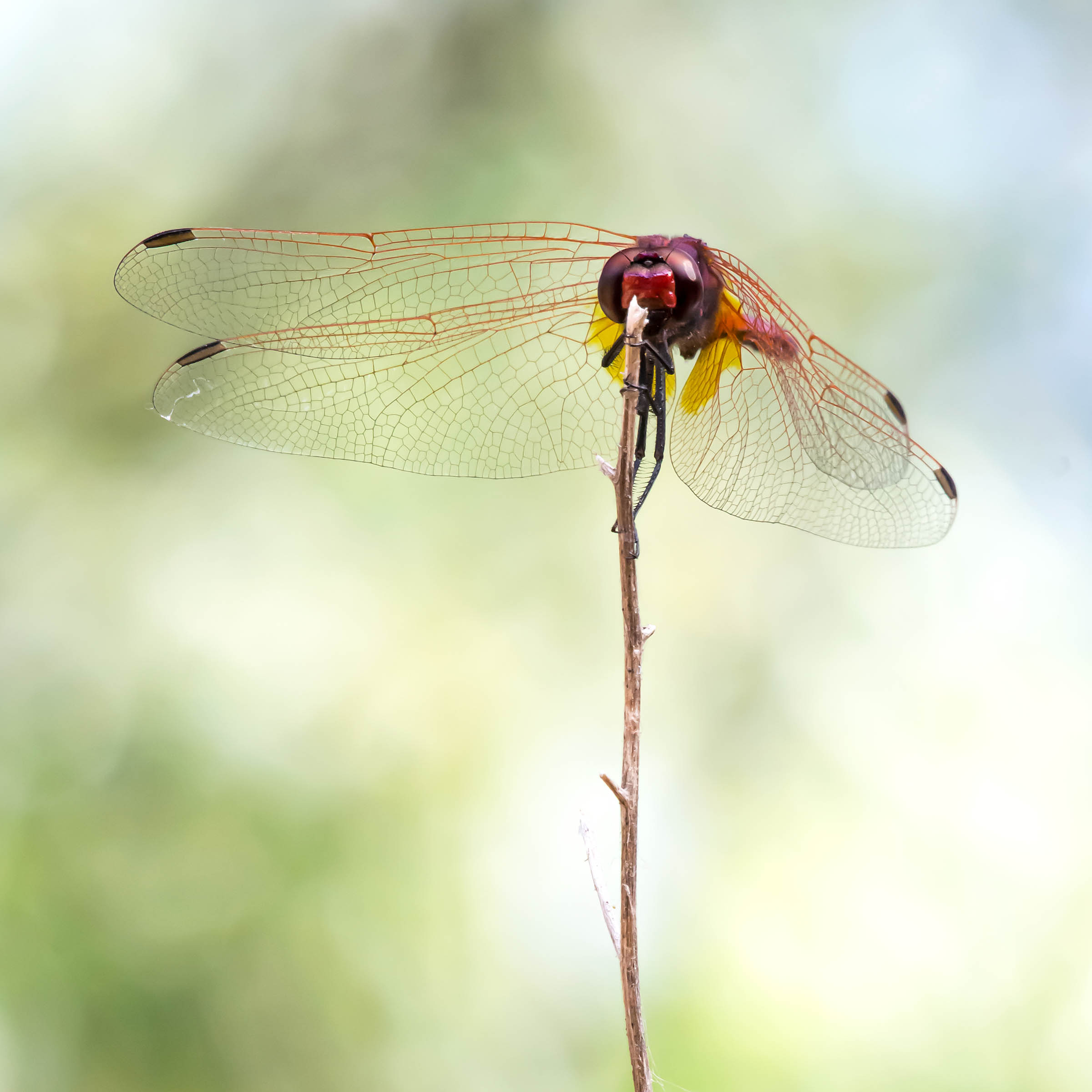Red Dragonfly