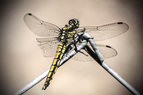 Gelbe Libelle mit einem abgerissenem Flügel.