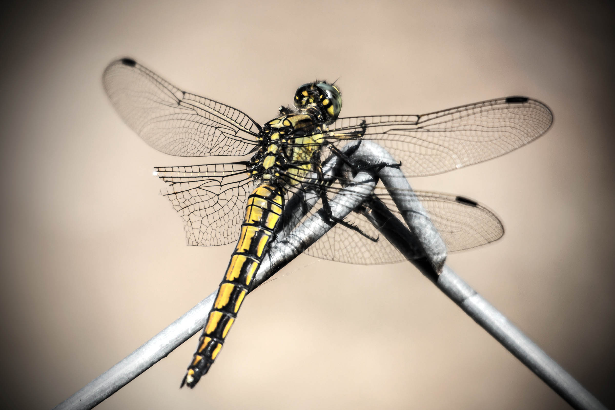 Yellow Dragonfly