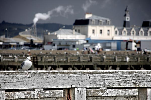 Eine Möve sitzt auf einem Geländer vor einer rauchenden Fabrik. Aufgenommen an der Küste in Frankreich.