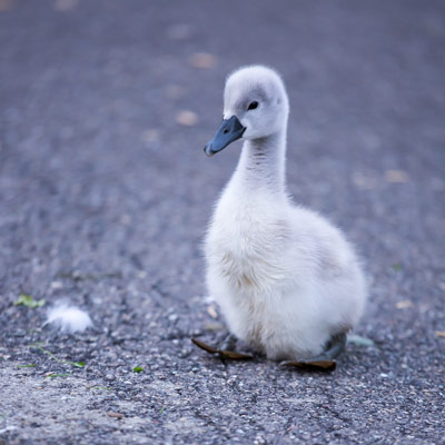 Ein graues Schwanenbaby auf grauem Asphalt. Die Mutter war zum Glück sehr umgänglich, da habe ich schon andere Schwaneltern erlebt.