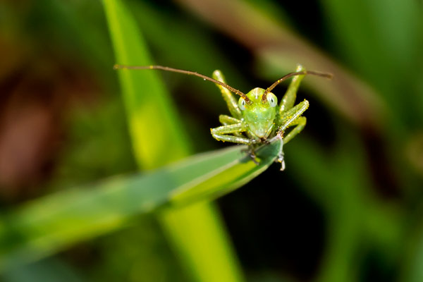 Ein Baby Grashüpfer auf der Spitze eines Grashalmes. Ich habe mir vorgenommen dieses Bild innerhalb eines Sommers zu fotografieren. Es hat dann nur wenige Stunden gedauert und der kleine Grashüpfer war, zwar etwas schüchtern, aber doch so freundlich für mich zu posieren. Fotografiert mit Makroobjektiv, Speedlite 580EX II und Ringblitz-Aufsatz für schönes Licht.