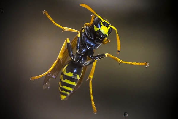 Diese Wespe wurde durch eine Glasscheibe fotografiert, kein freundlicher Zeitgenosse.